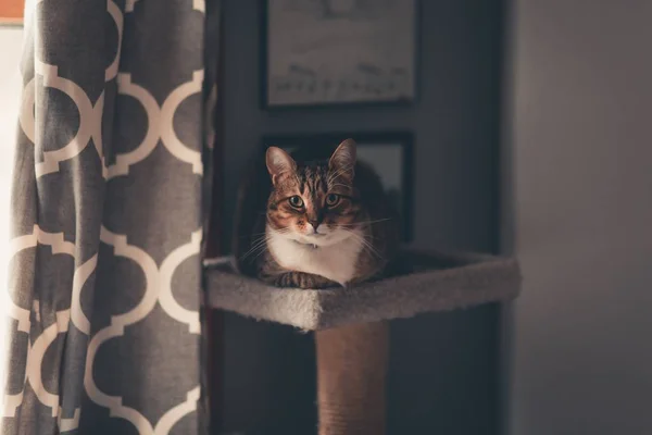 Beautiful shot of a brown tabby cat sitting on a cat tree staring — Stock Photo, Image