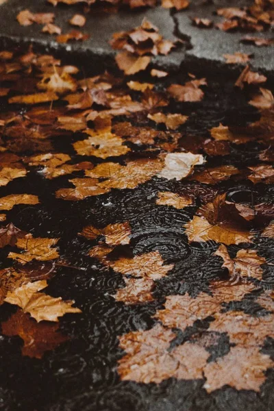 Gele herfst blaadjes in het water op een overstroomde straat bij de stoeprand — Stockfoto