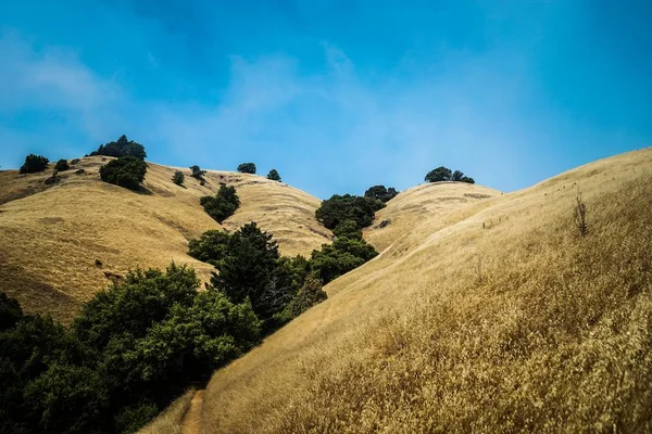 Beautiful golden hills with green trees in the middle and amazing clear blue sky