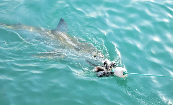 Great White Shark chasing meat lure close to diving cage.