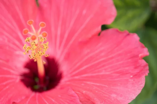 Extreme closeup shot of a beautiful pink flower blooming in a forest — Stock Photo, Image