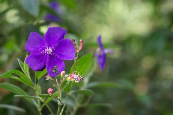 야생 숲에서 라일락 꽃의 클로즈업 샷 — 스톡 사진