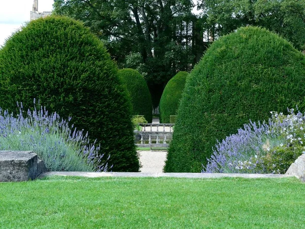 Campo di erba vicino alle scale con fiori viola e alberi a forma di cono in un cortile — Foto Stock