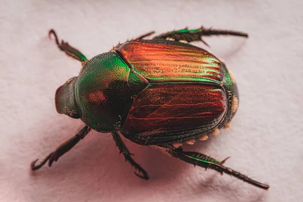 Escarabajo Japonés (Popillia japonica ) — Foto de Stock