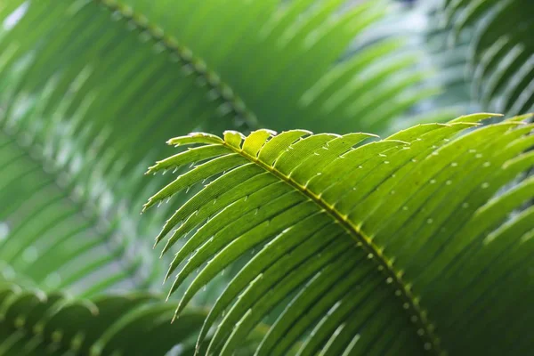 Close-up shot van een groen blad van een tropische plant — Stockfoto