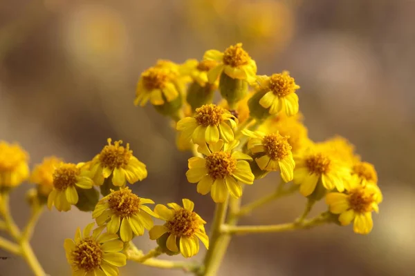 Fiori di Jacobea maritima ssp. sicula, ragwort d'argento siciliano , — Foto Stock