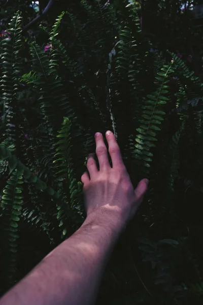 Braço masculino esticado em arbustos tocando plantas exóticas tropicais verdes — Fotografia de Stock