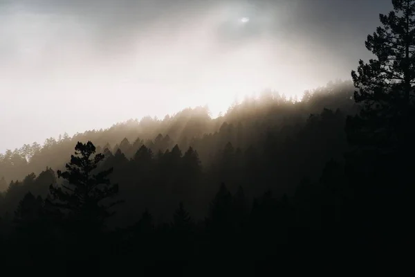 Bella silhouette colpo di alberi coperti di raggi del sole — Foto Stock