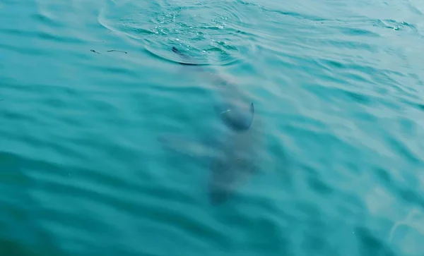 Gran tiburón blanco en aguas abiertas, cerca de la superficie del agua, en Gansbaai Sudáfrica . — Foto de Stock