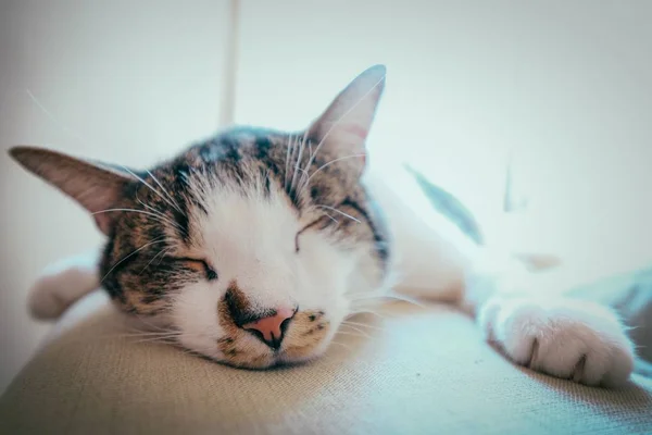 Primo piano di un simpatico gatto sdraiato su un divano con gli occhi chiusi e uno sfondo sfocato — Foto Stock