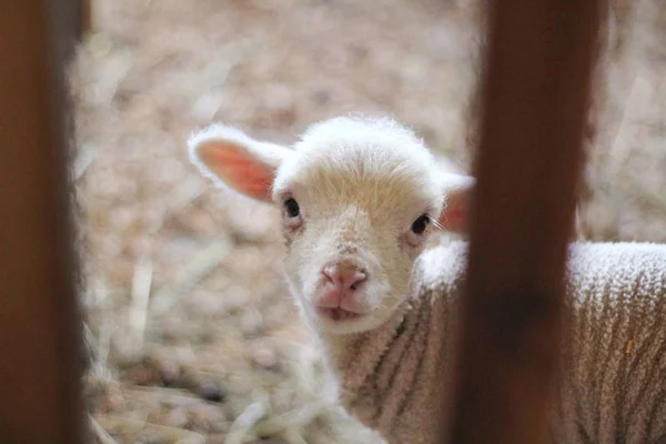 Primer plano de la cabra recién nacida mirando a la cámara — Foto de Stock