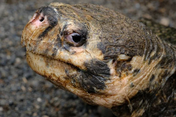 Primer plano de la cabeza de tortuga chasquido mirando a la cámara con fondo borroso —  Fotos de Stock
