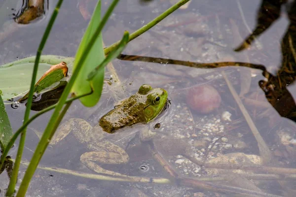 Zavšup o malé žabí plavání ve vodě — Stock fotografie
