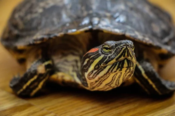 Schildkröte — Stockfoto