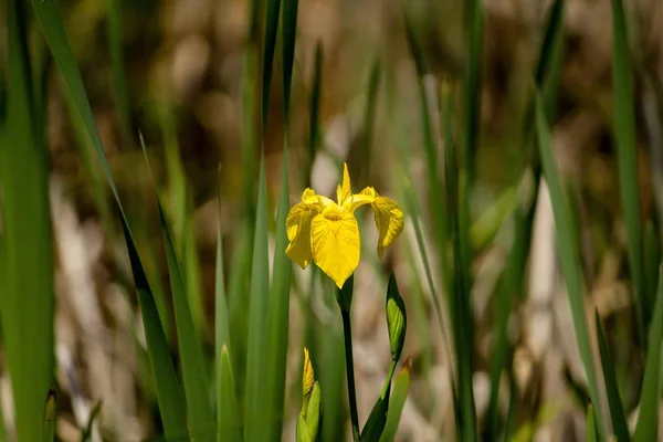 Close-up van een mooie gele Iris met vervaagde natuurlijke achtergrond — Stockfoto