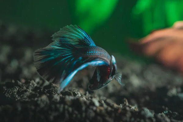 Крупный план красивой экзотической красочной маленькой рыбы — стоковое фото