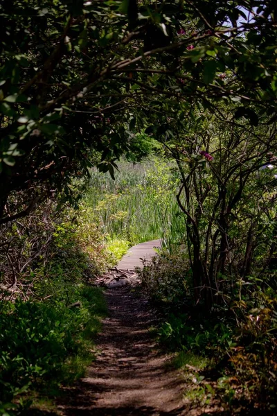 Smal väg går genom en skog med stora träd på båda sidor — Stockfoto