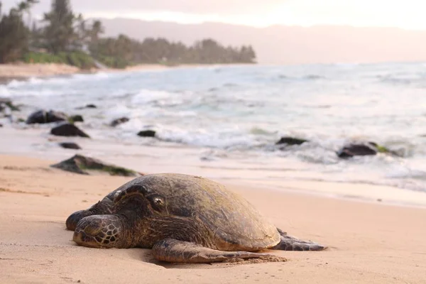 Beautiful shot of a giant turtle on the sandy seashore