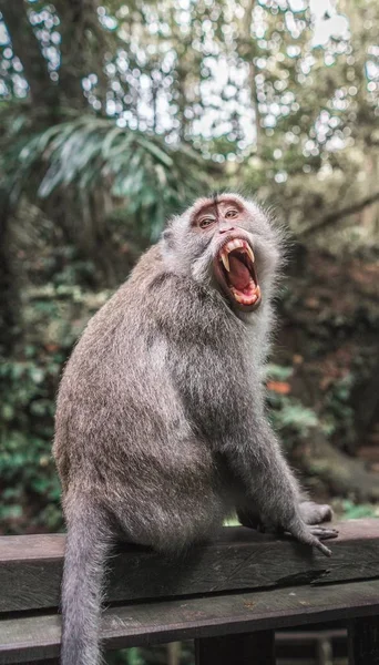 Tiro de close-up de um macaco em uma borda de madeira com uma boca aberta e fundo natural borrado — Fotografia de Stock