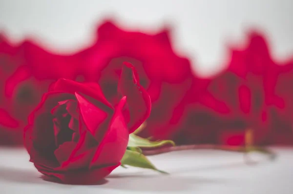 Beyaz arka plan ile beyaz bir yüzey üzerinde güzel kırmızı güller — Stok fotoğraf