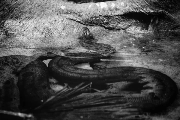 Una larga serpiente saliendo del agua disparada en blanco y negro — Foto de Stock