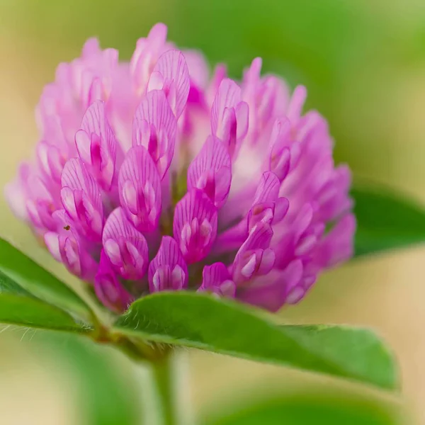 Closeup shot of a beautiful wild flower blooming in a field with some morning dew left on it — Stock Photo, Image