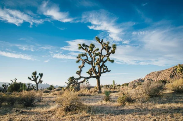 Schöne Landschaftsaufnahme von Wüstenbäumen in einem trockenen Feld mit erstaunlich wolkenlosem blauem Himmel — Stockfoto