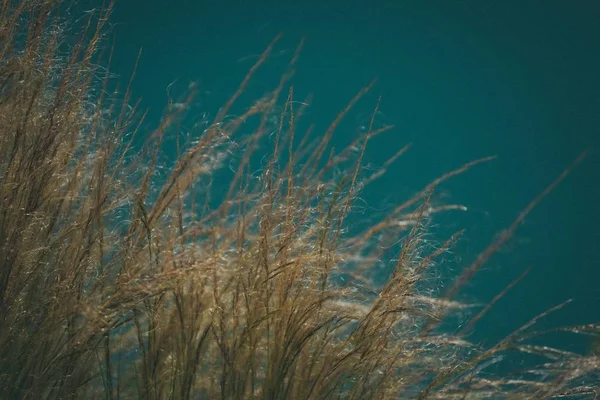 Suche pole trawy w wiatr z niewyraźne niebieskie tło — Zdjęcie stockowe