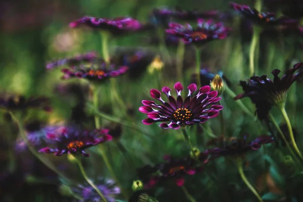 Yeşil bir alanda mor papatyalar güzel closeup çekim — Stok fotoğraf