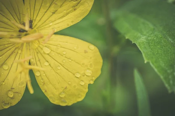 Primer plano de una hermosa flor silvestre floreciendo en un campo con un poco de rocío de la mañana en él —  Fotos de Stock