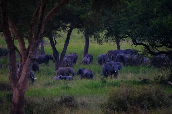 Tiro de largo alcance de elefantes caminando en un campo herboso cerca de los árboles — Foto de Stock