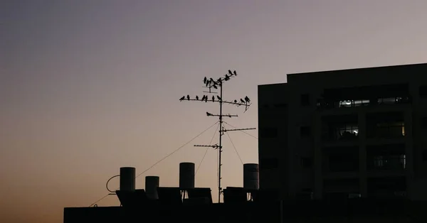 A silhouette of birds sitting on a dish on the roof at sunset with buildings in the distance