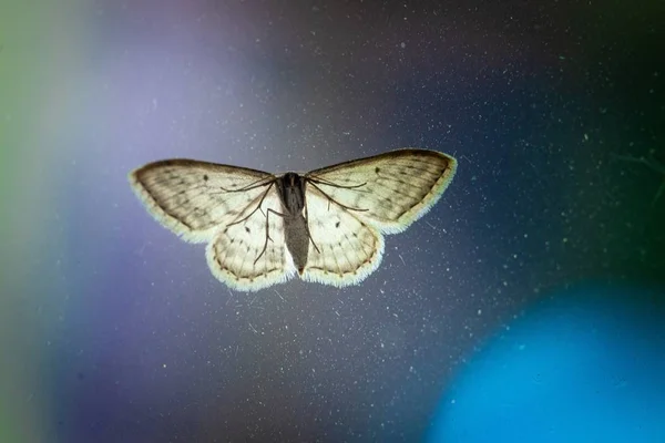 Belo close-up tiro de uma borboleta branca em um fundo azulado — Fotografia de Stock