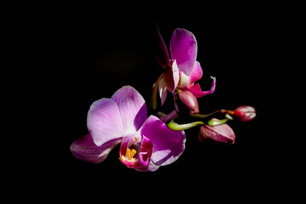 Close-up de uma bela flor lilás com um fundo escuro — Fotografia de Stock