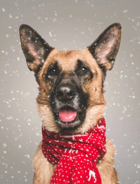 Портрет домашней милой немецкой овчарки в красном пунктирном шарфе со снегом на сером фоне — стоковое фото