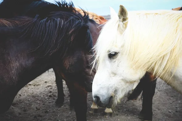 Hermoso primer plano de ponis marrones y blancos — Foto de Stock