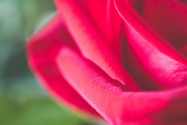 Closeup szelektív összpontosítani lövés egy szép piros rózsa zárt térben egy homályos háttér — Stock Fotó