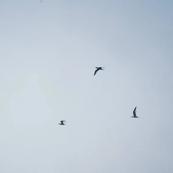 Чайки летят в ясном небе — стоковое фото