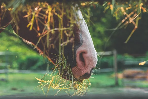 Primer plano de un hocico de caballo con hierba seca — Foto de Stock