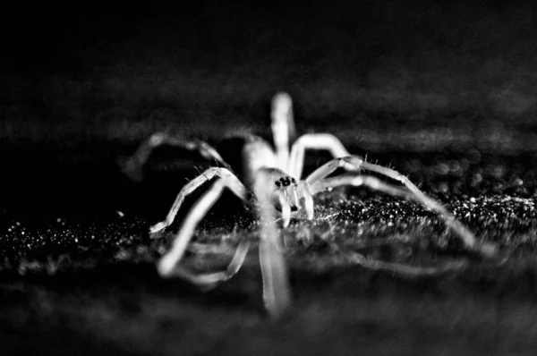 Nahaufnahme einer Spinne auf dem Boden in schwarz-weiß mit verschwommenem Hintergrund — Stockfoto