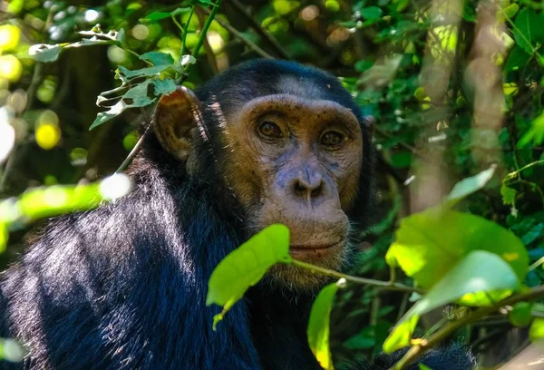 Крупный план шимпанзе возле дерева с размытым естественным фоном — стоковое фото
