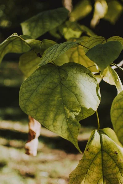 Primer plano vertical de hojas verdes en un día soleado con fondo natural borroso — Foto de Stock