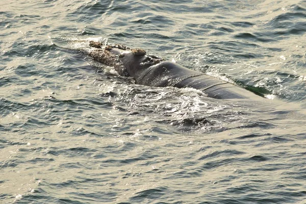 Southern Right Whale, Eubalaena australis, close to land, resting at sea surface, its back and blowhole exposed. Hermanus, Garden Route South Africa