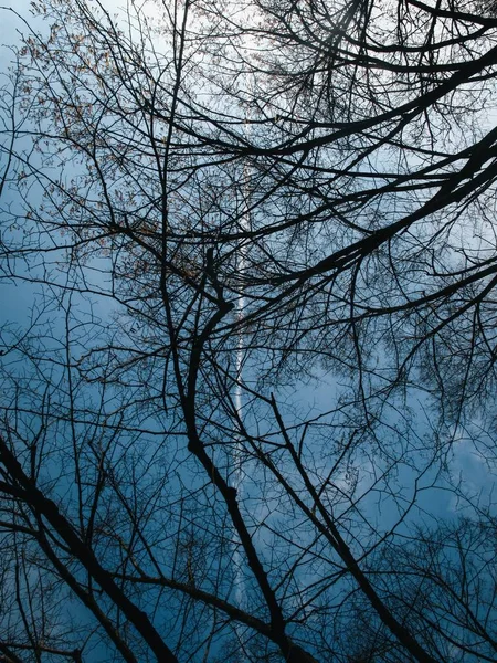 Tiro vertical de árvores nuas e galhos com um fundo azul — Fotografia de Stock