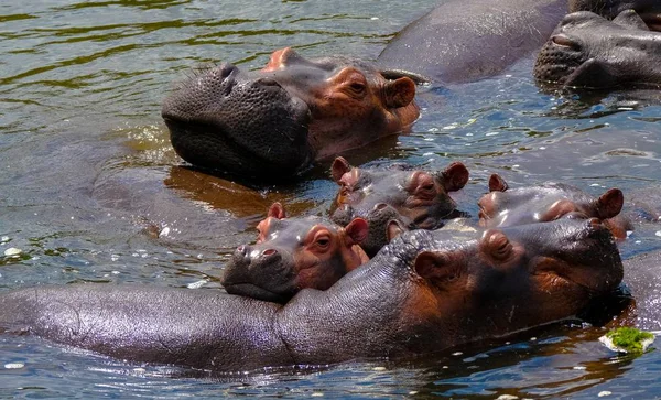 Belle photo d'hippopotames nageant dans l'eau par une journée ensoleillée — Photo