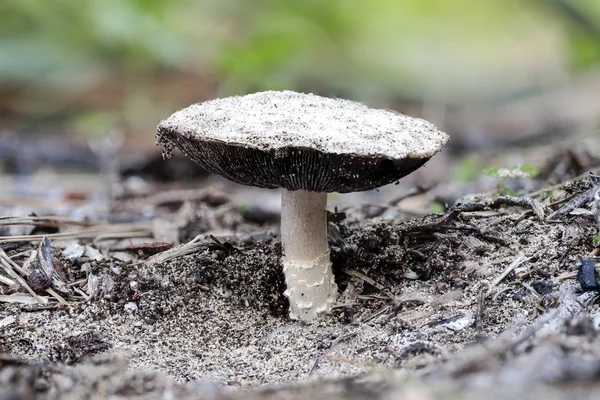 Maduras Agaricus devoniensis Sandy Mushroom —  Fotos de Stock