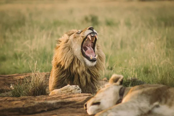 地面に横たわる大きなライオンとあくび — ストック写真