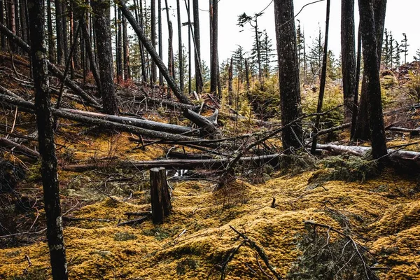 Hermosa foto de un bosque con árboles delgados caídos — Foto de Stock