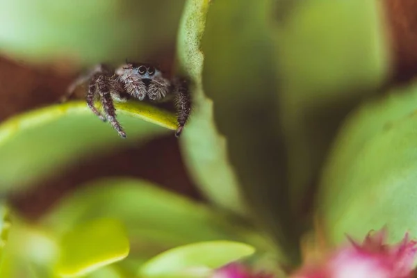 Bitkinin Üzerinde Sıçrayan Örümcek — Stok fotoğraf