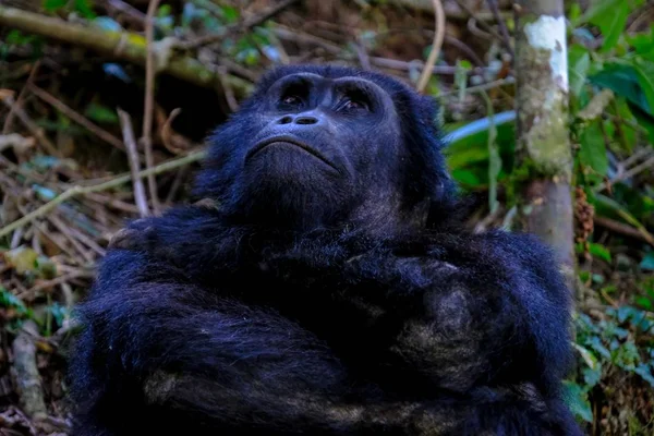 Крупный план орангутанга, смотрящего в небо с размытым естественным фоном — стоковое фото